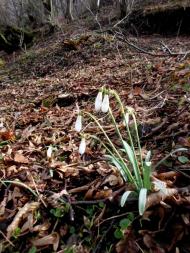 фантазії природи