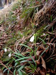 фантазії природи