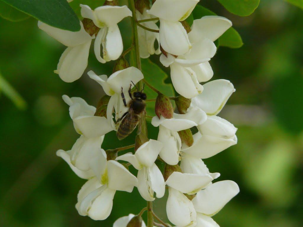 Олександро-Калинове з panoramio.com - Олександро-Калинове