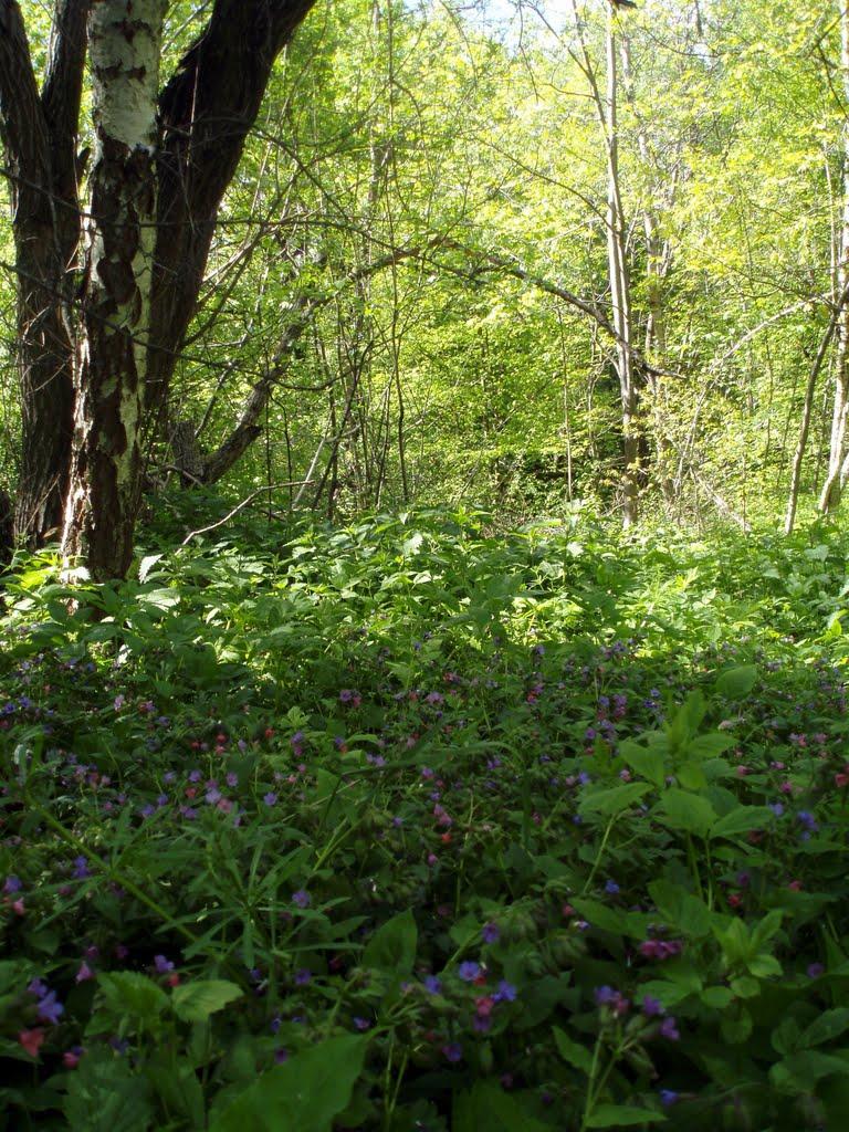 Копань з panoramio.com - Копань