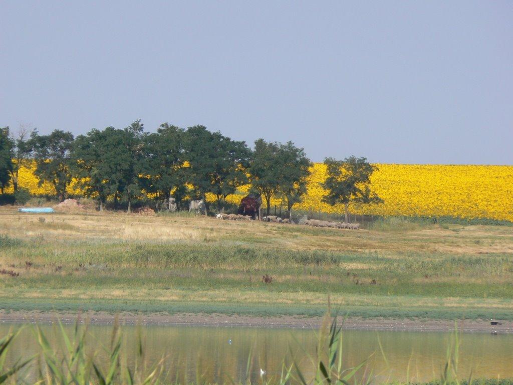 Красноселівка з panoramio.com - Красноселівка