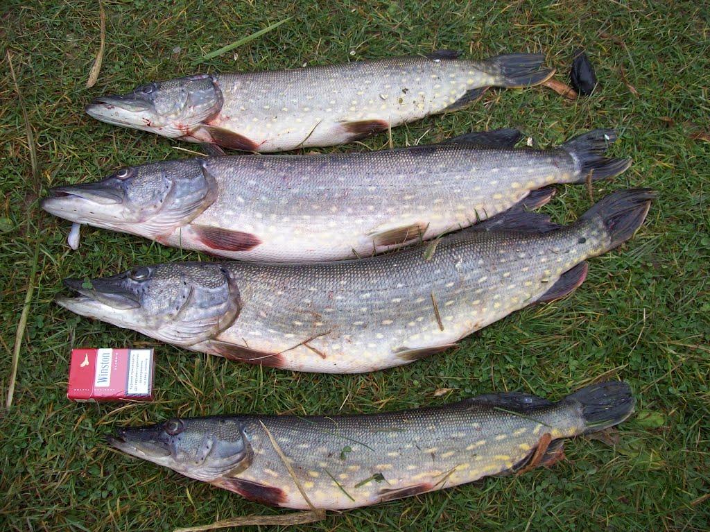 Володарка з panoramio.com - Володарка