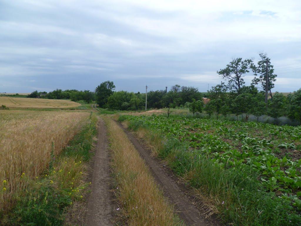 Олександро-Білівка з panoramio.com - Александро-Беловка