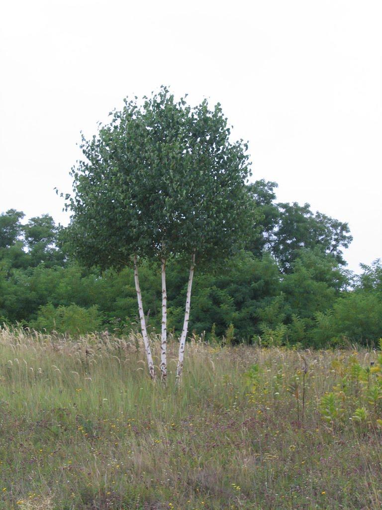 Копачів з panoramio.com - Копачов