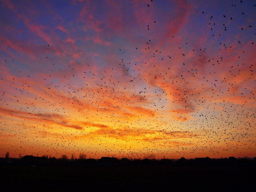 Сарата з panoramio.com - Сарата