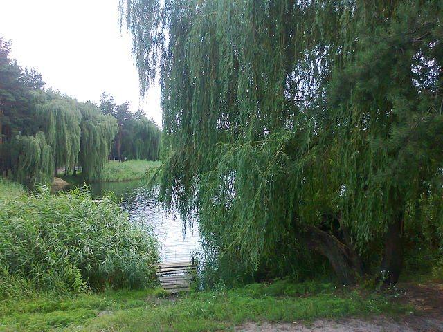 Красний Лиман з panoramio.com - Красний Лиман