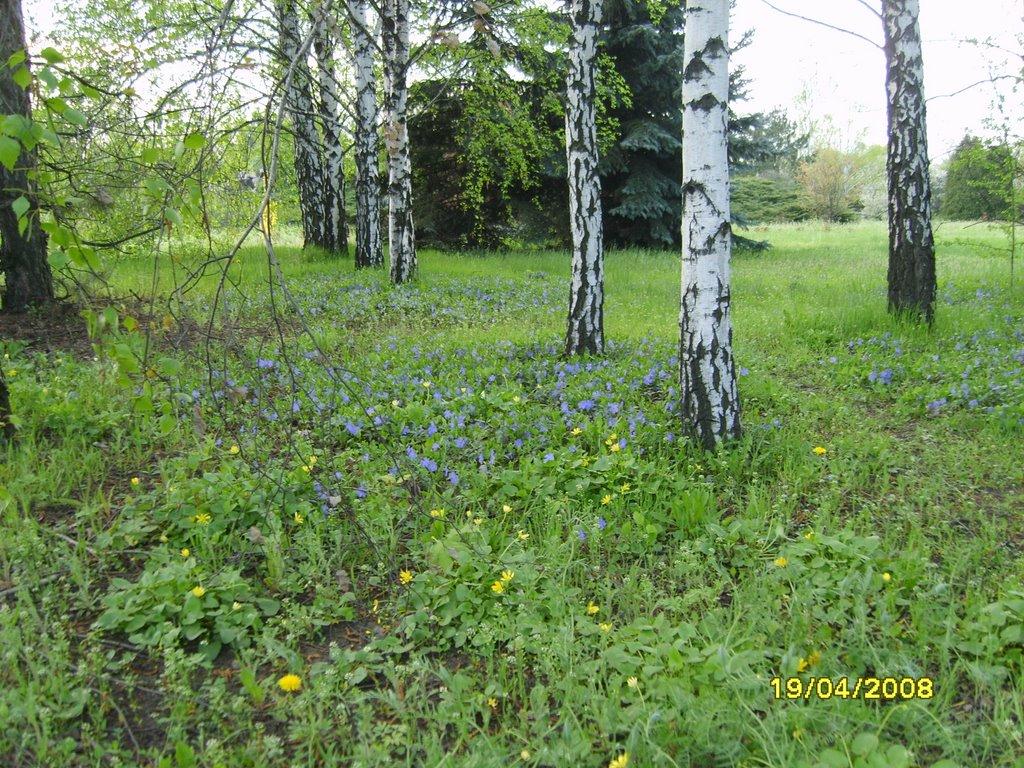 Кам'яне Поле з panoramio.com - Каменное Поле