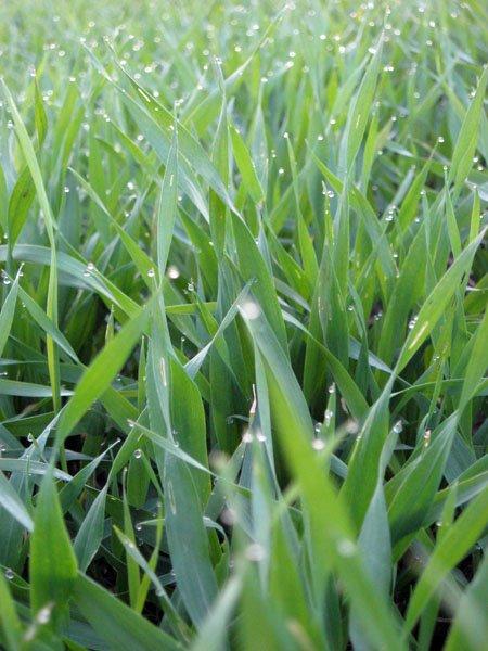 Виграїв з panoramio.com - Виграїв