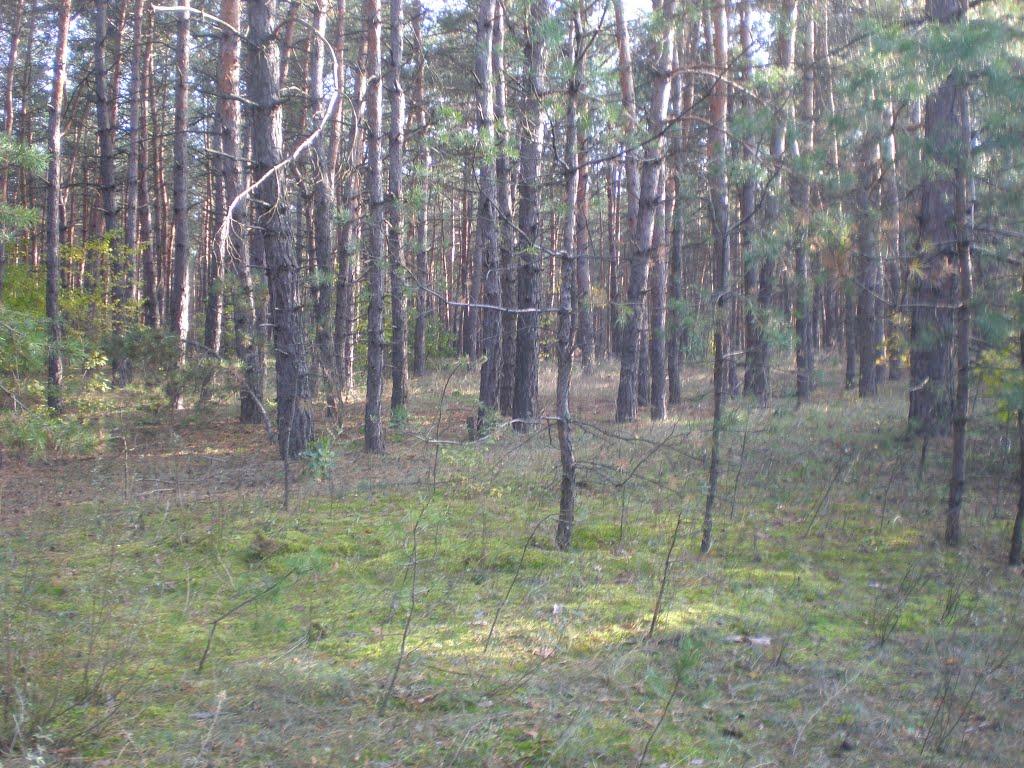 Великоолександрівка з panoramio.com - Великоолександрівка