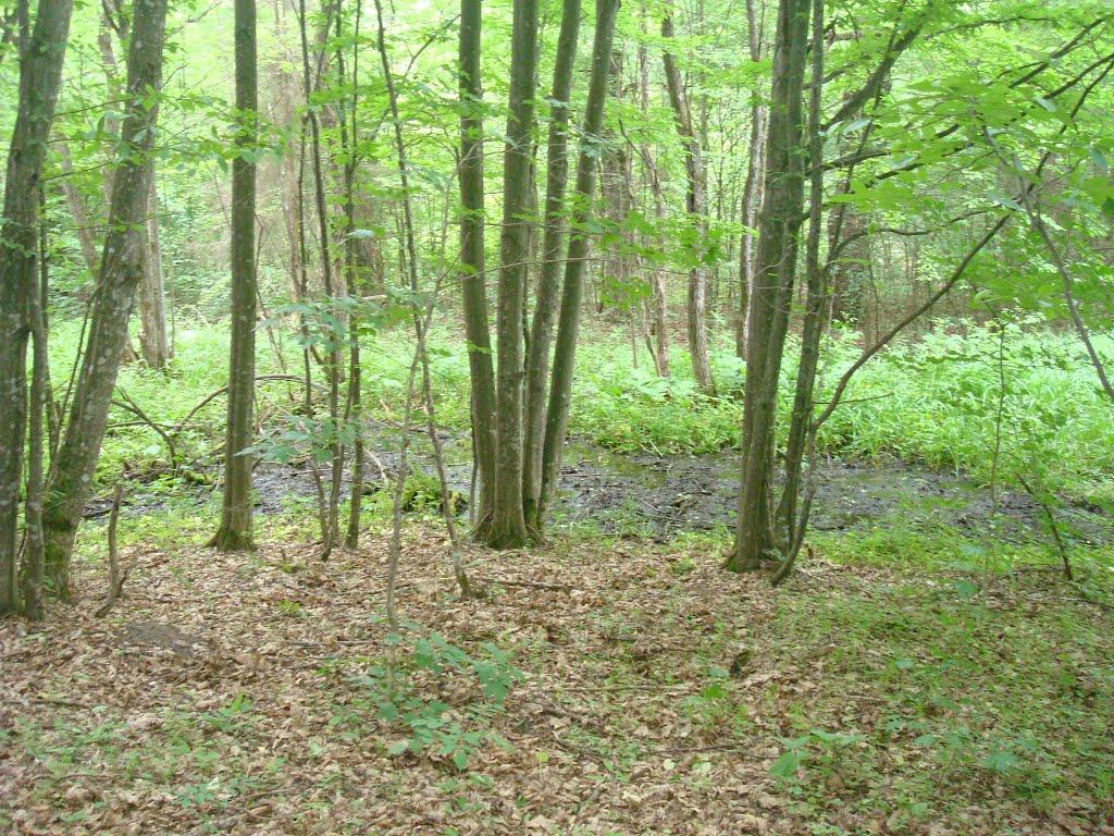 Ставчани з panoramio.com - Ставчаны