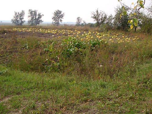 Борщів з panoramio.com - Борщев
