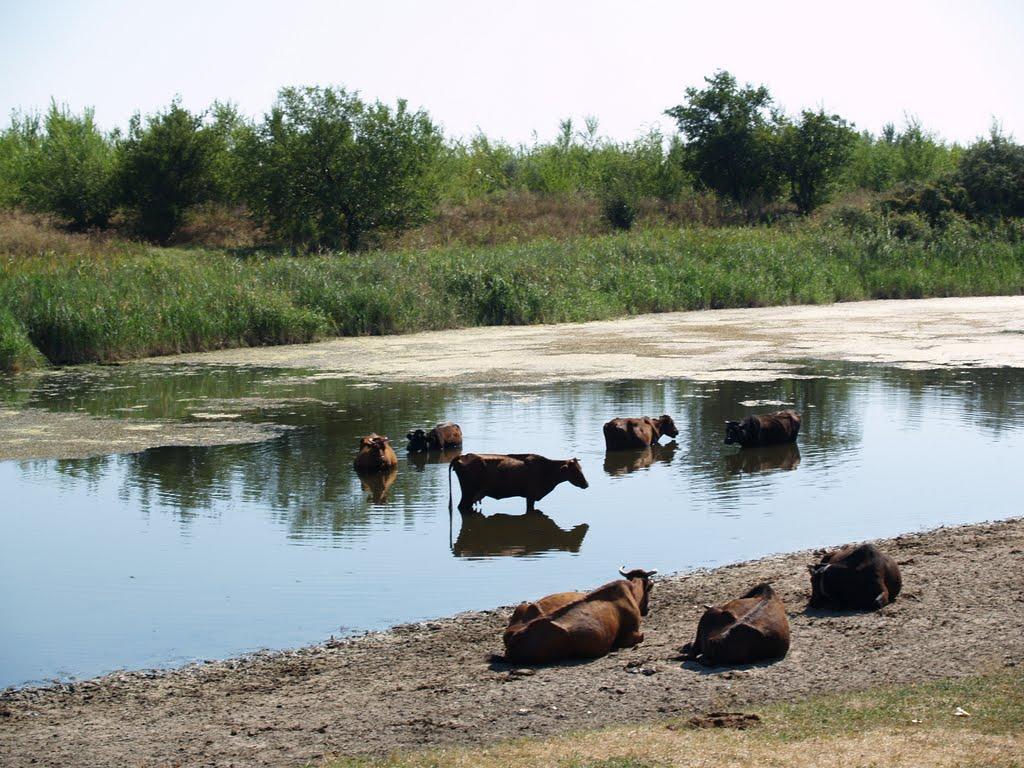 Новопилипівка з panoramio.com - Новопилипівка