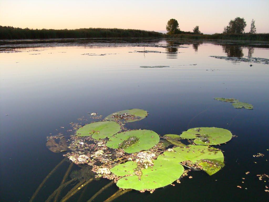 Сорокошичі з panoramio.com - Sorokoshychi