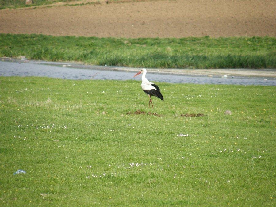 Требухівці з panoramio.com - Требухівці