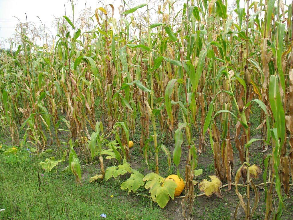 Верхня Слобідка з panoramio.com - Верхня Слобідка