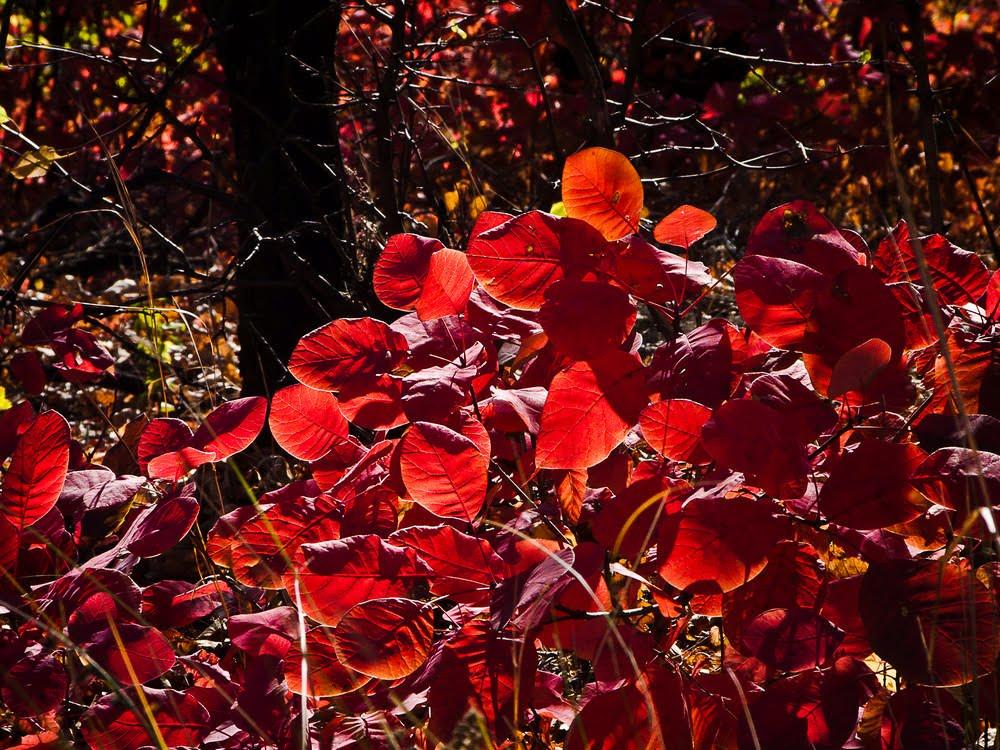 Брянка з panoramio.com (ч.2) - Брянка