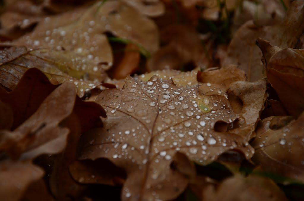 Бородані з panoramio.com - Бородані