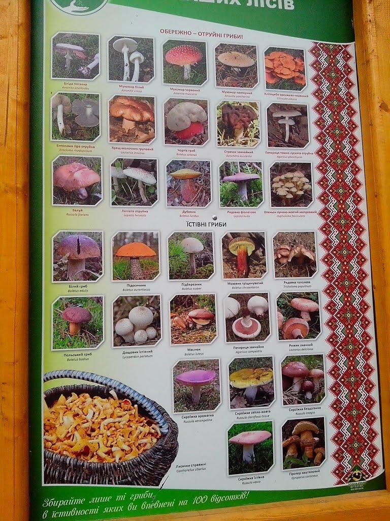 Осмолода з panoramio.com (ч.2) - Осмолода