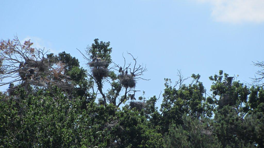 Тетерівка з panoramio.com - Тетерівка