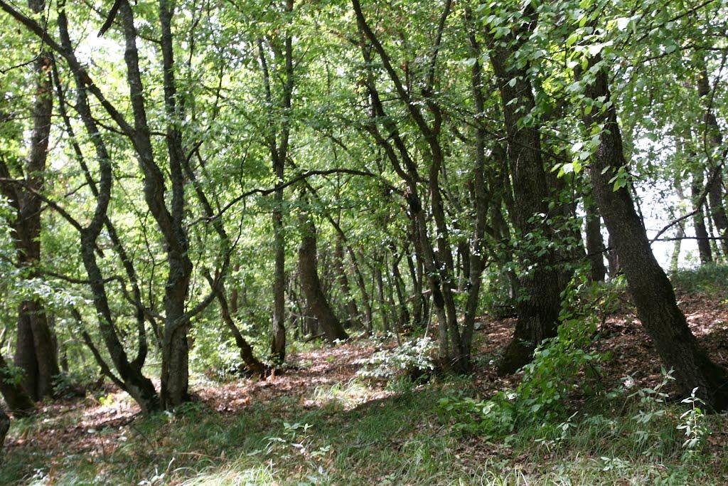 Научний з panoramio.com - Научний