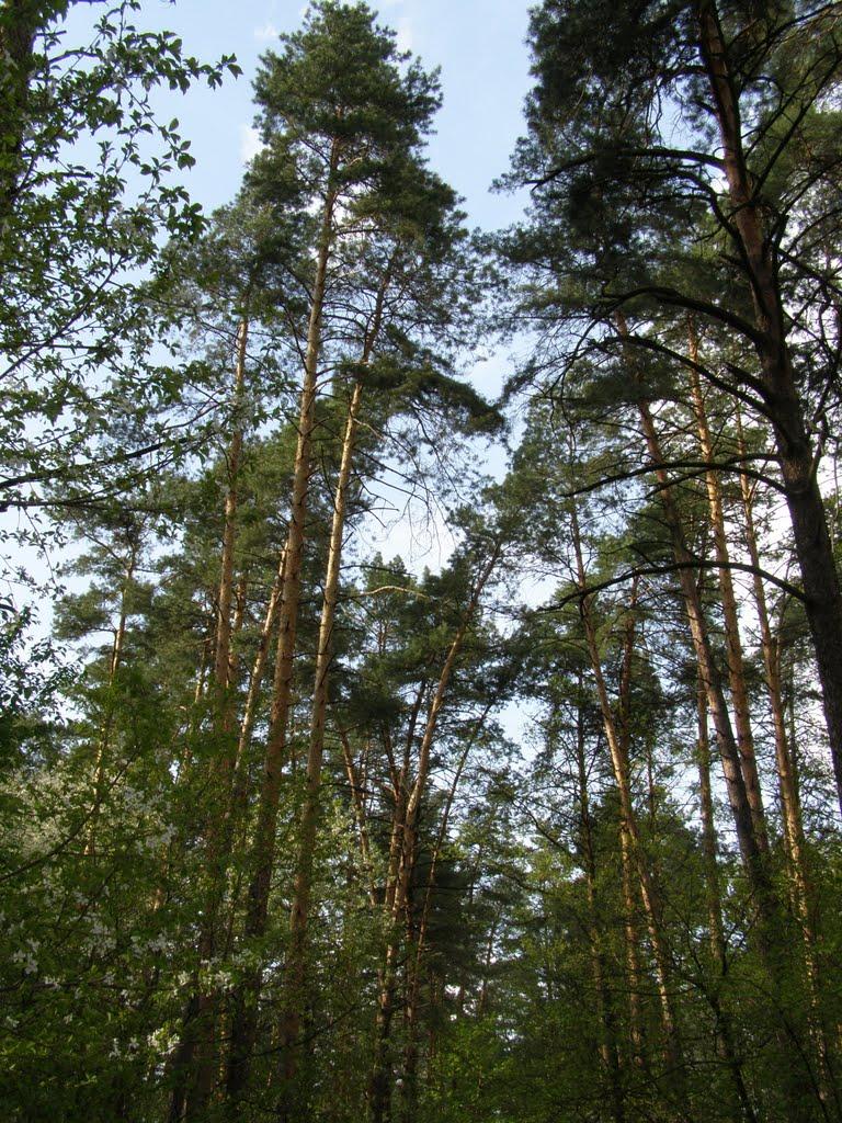 Коцюбинське з panoramio.com (ч.3) - Коцюбинское