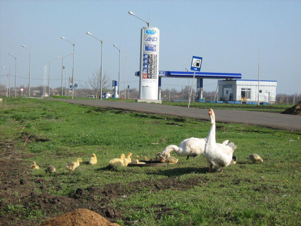 Казанка з panoramio.com - Казанка