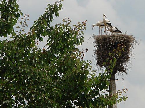 Борщів з panoramio.com - Борщів