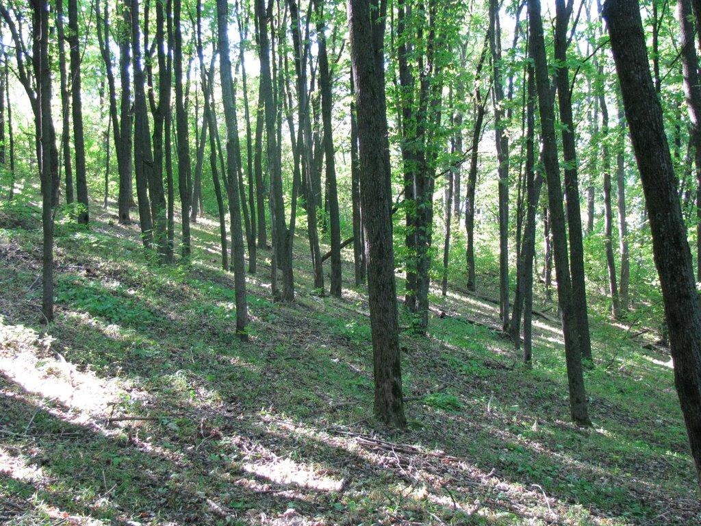 Яреськи з panoramio.com - Яреськи