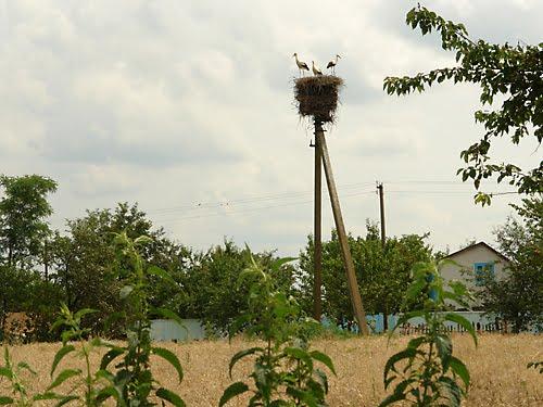 Борщів з panoramio.com - Борщев