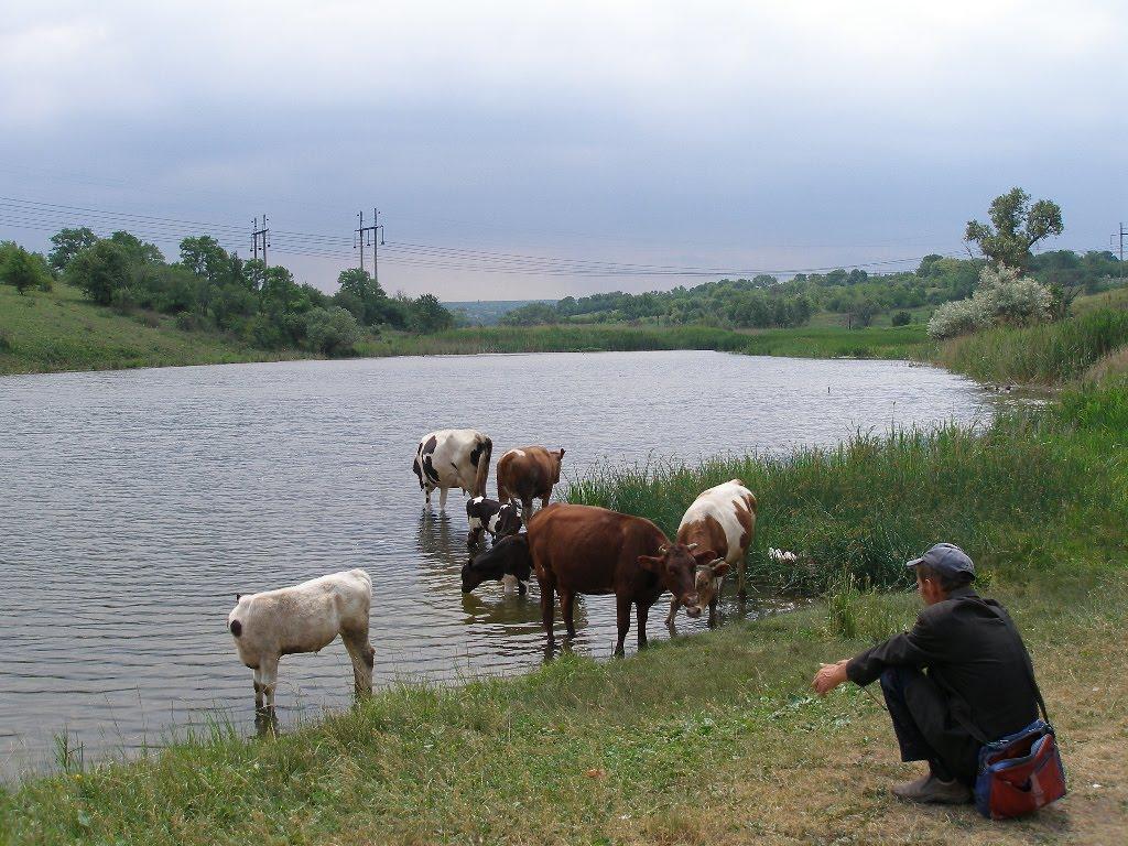 Зайцеве з panoramio.com - Зайцеве