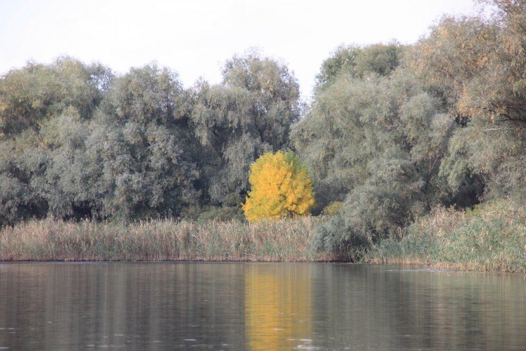 Канівське з panoramio.com - Каневское