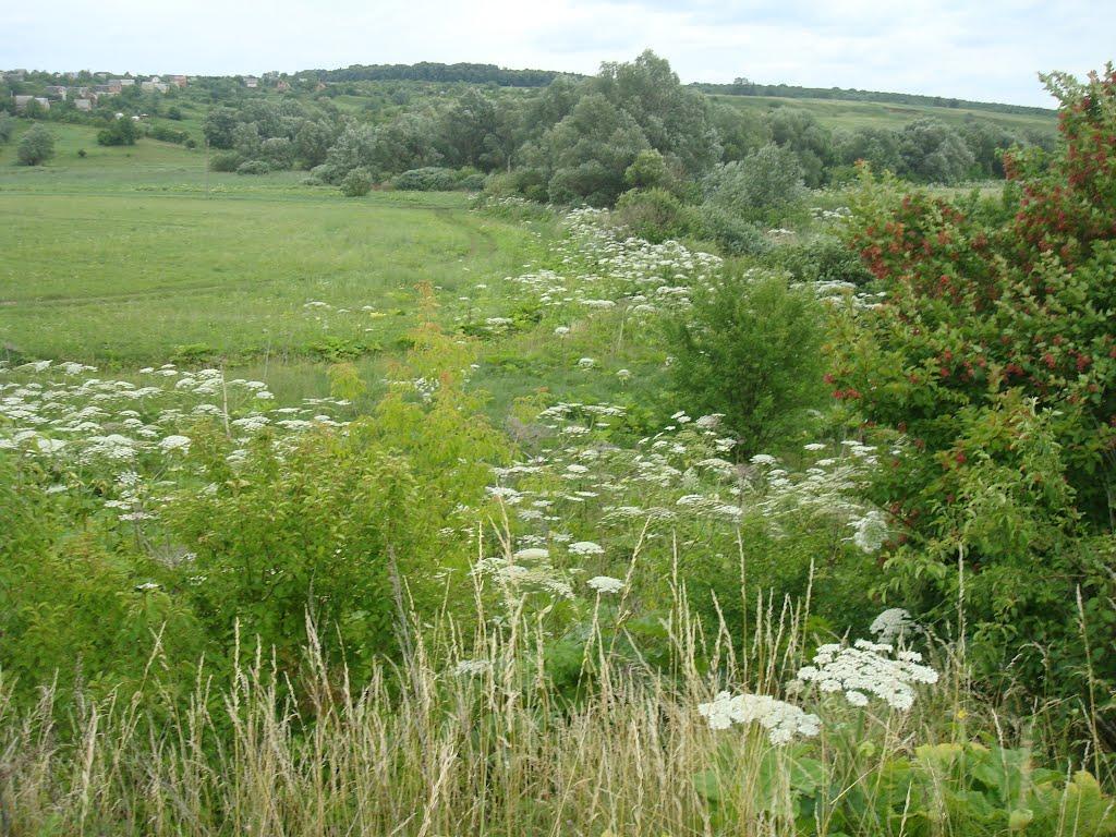 Іванківці з panoramio.com - Иванковцы