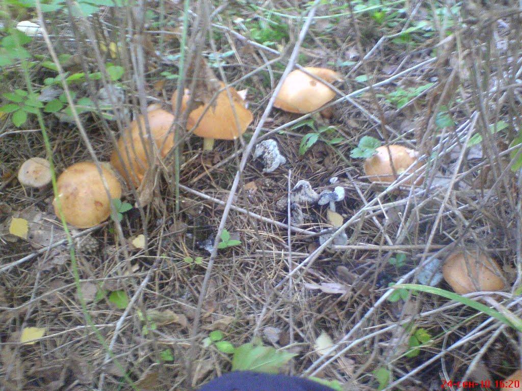 Клин з panoramio.com - Klyn