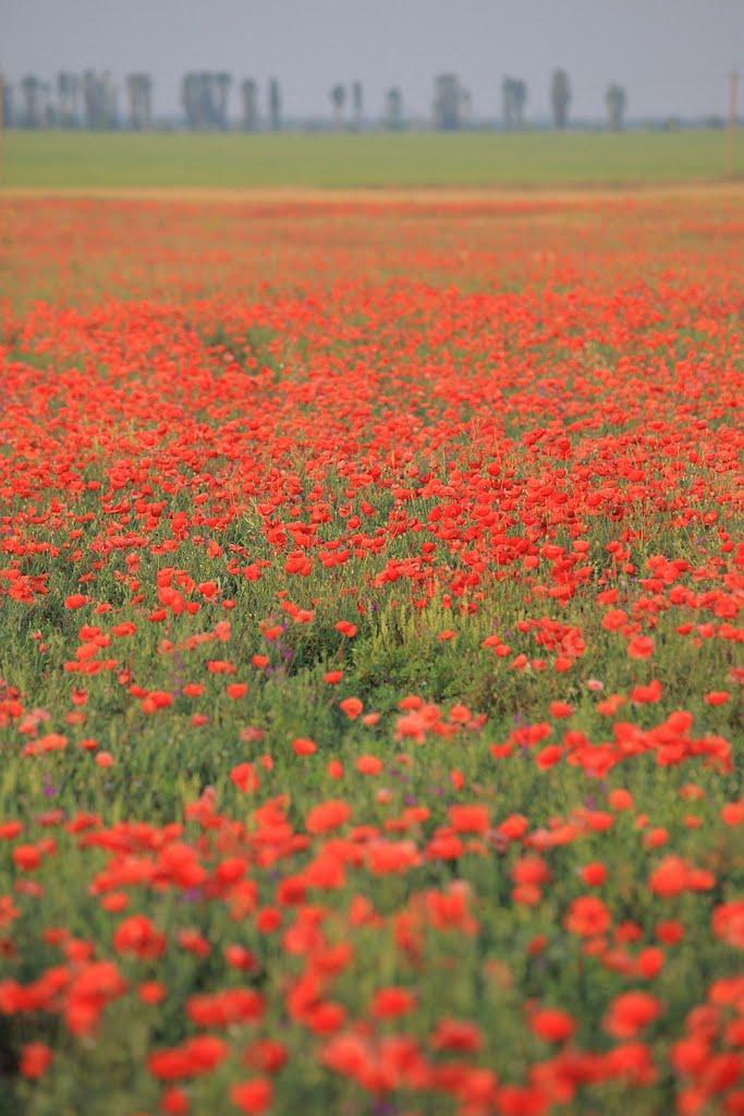Лебединка з panoramio.com - Лебединка