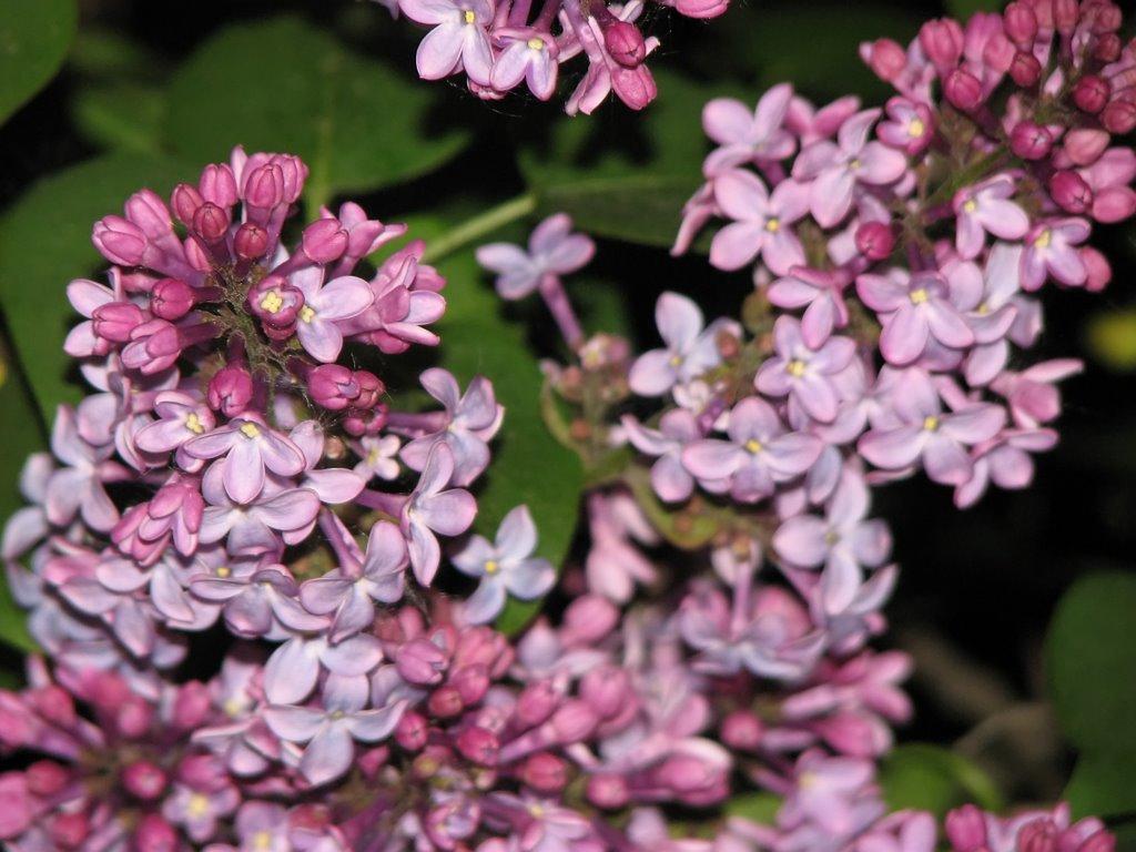 Славутич з panoramio.com - Славутич