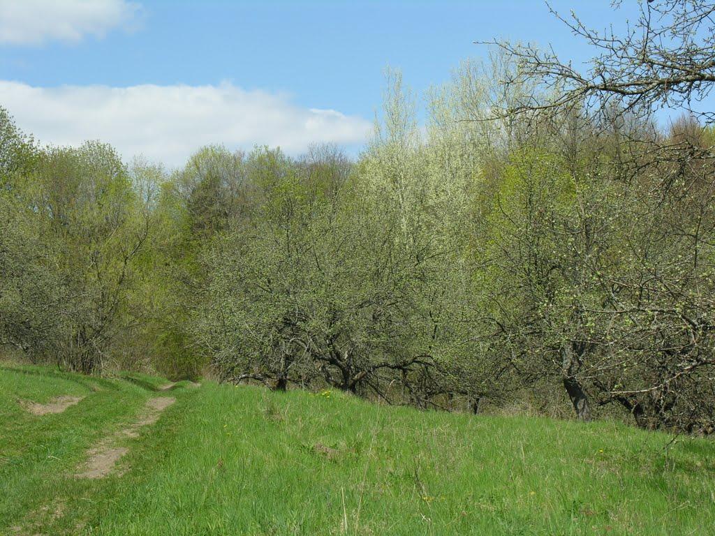 Олександрія з panoramio.com - Александрия