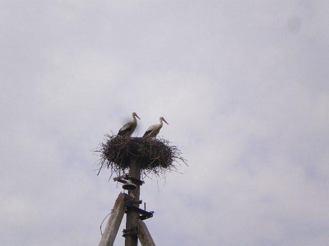 Горбані з panoramio.com - Горбані