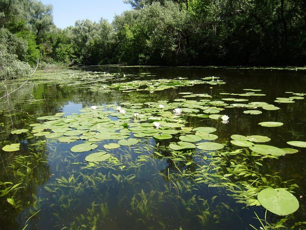 Кушугум з panoramio.com - Кушугум