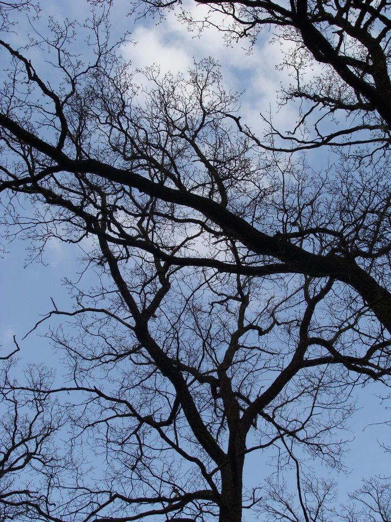 Трушки з panoramio.com - Трушки