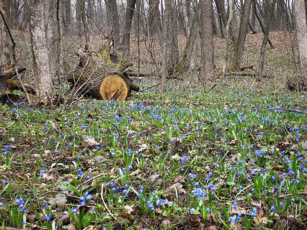 Варварівка з panoramio.com - Варварівка