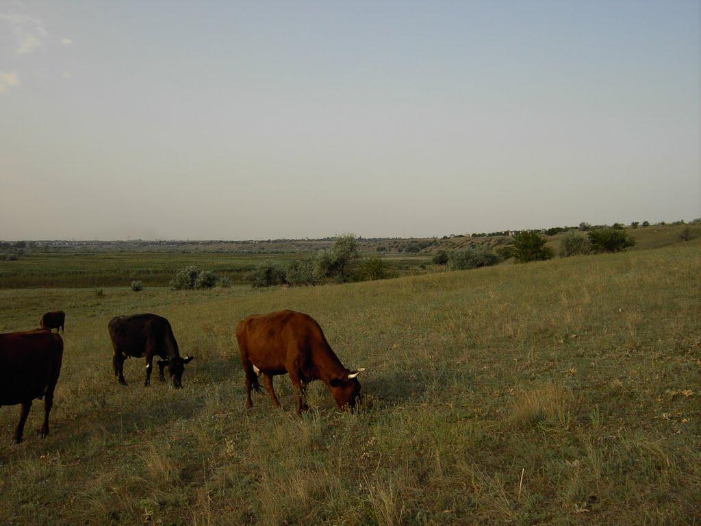 Новотимофіївка з panoramio.com - Новотимофеевка