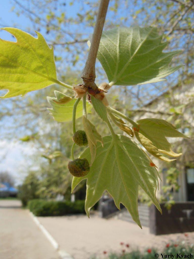 Біляївка з panoramio.com - Біляївка