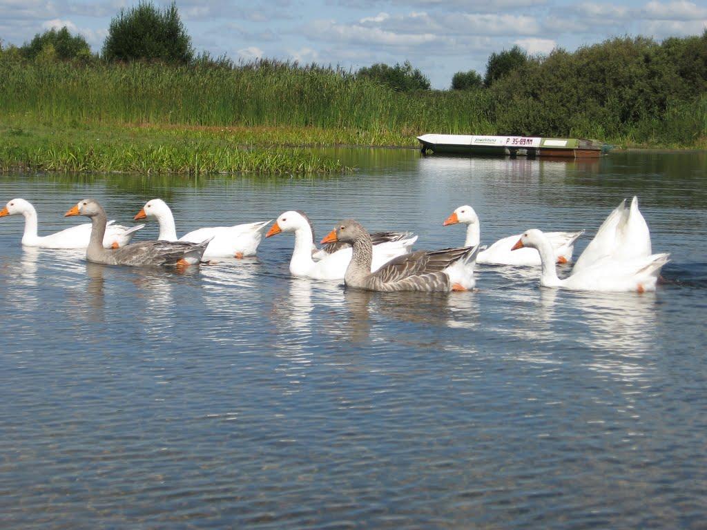 Гірськ з panoramio.com - Гірськ