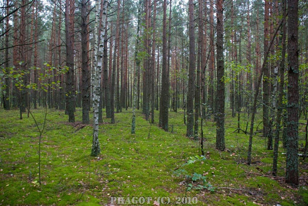 Стовпне з panoramio.com - Стовпне