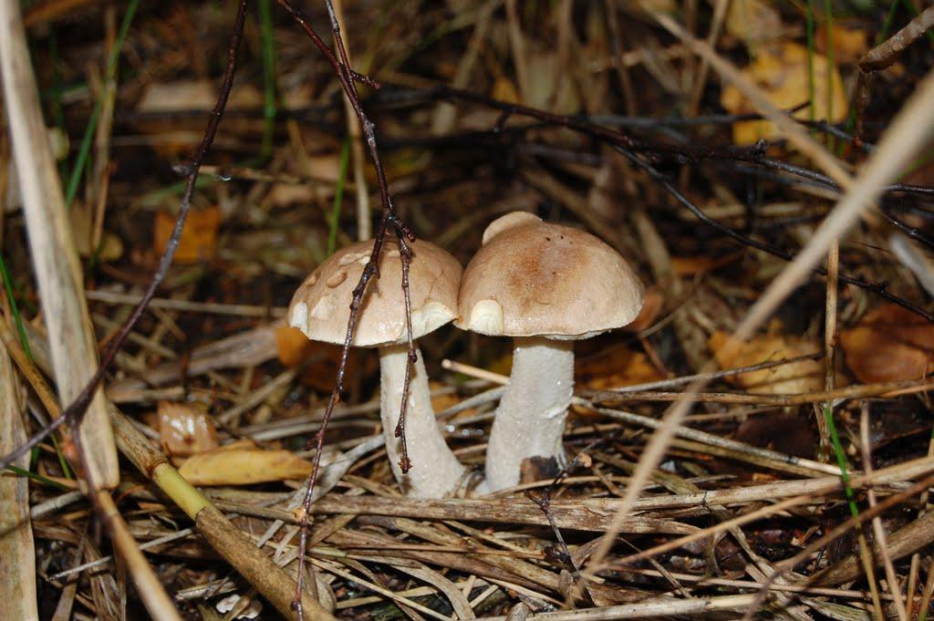 Леськи з panoramio.com - Леськи