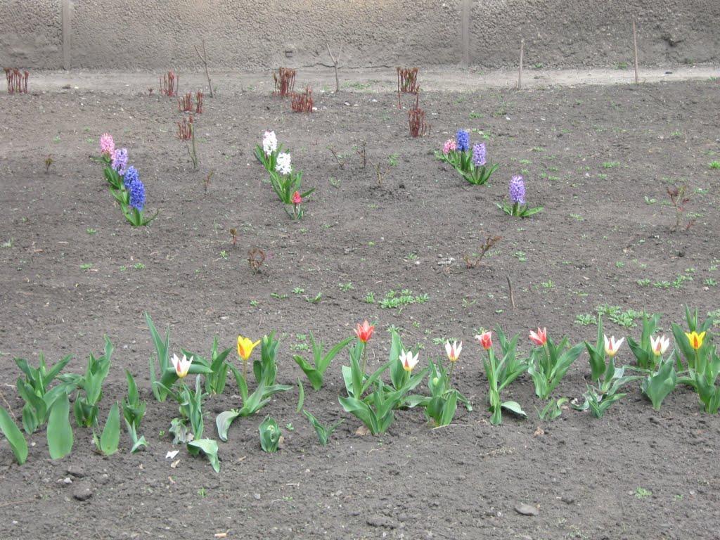 Димитров з panoramio.com - Димитров