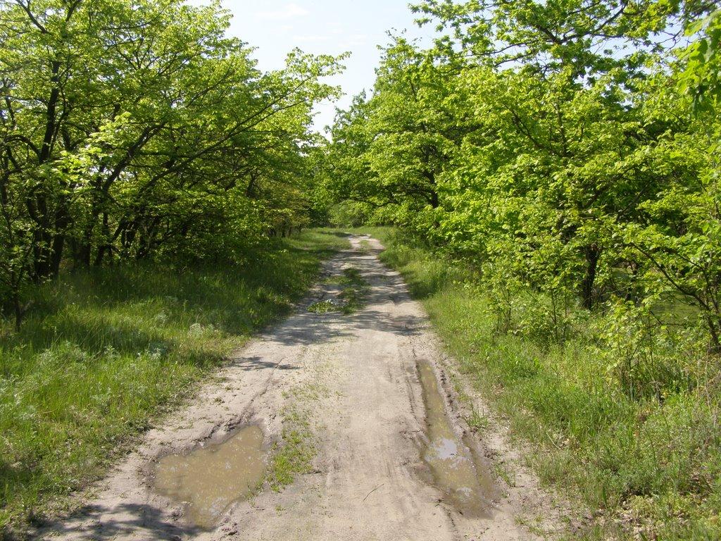 Новомосковськ з panoramio.com (ч.3) - Новомосковськ