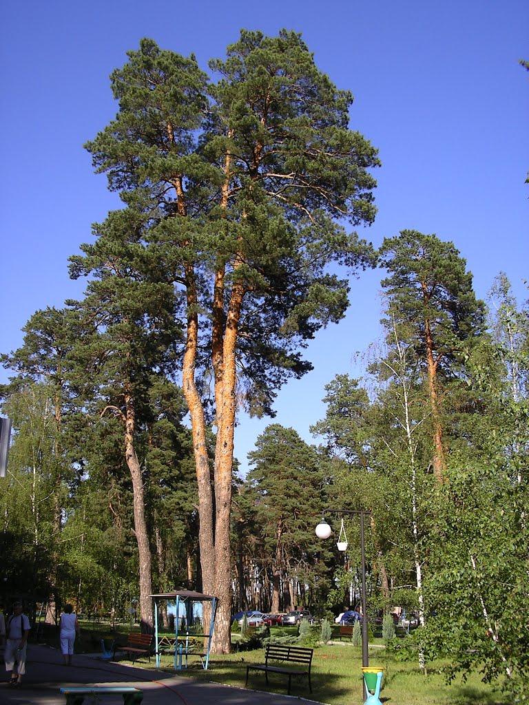 Орлівщина з panoramio.com - Орловщина