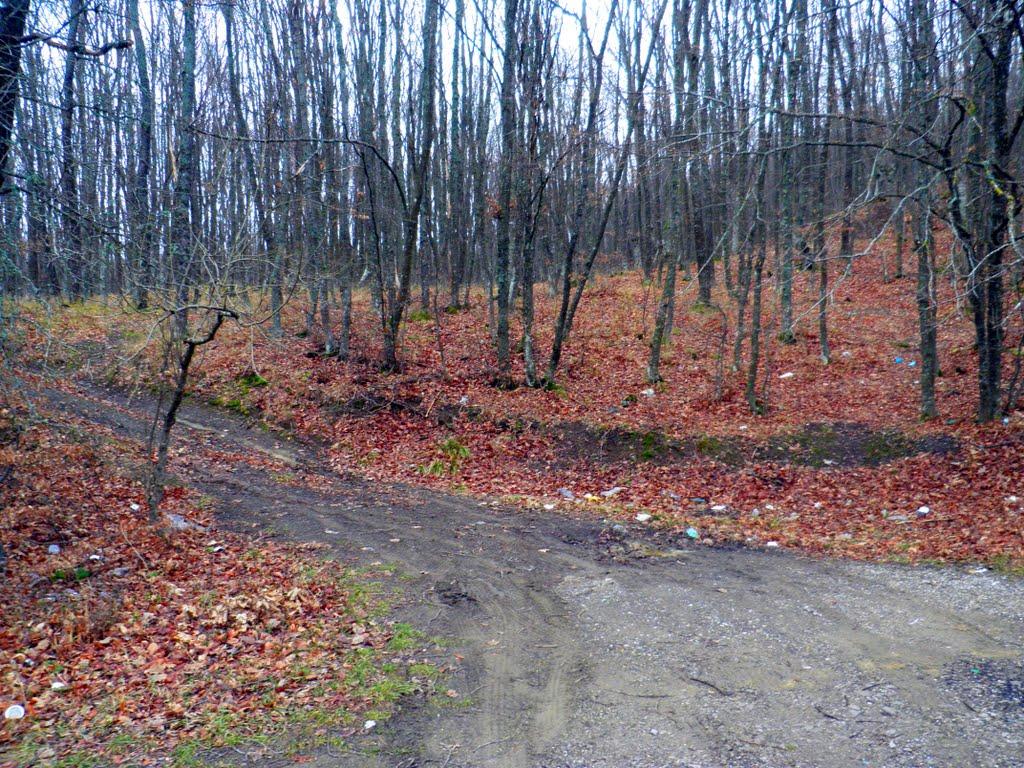 Лаванда з panoramio.com (ч.2) - Lavanda