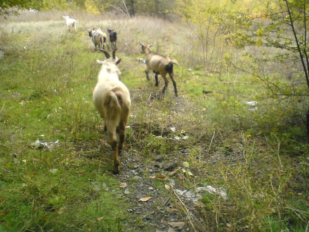 Кам'яне Поле з panoramio.com - Каменное Поле